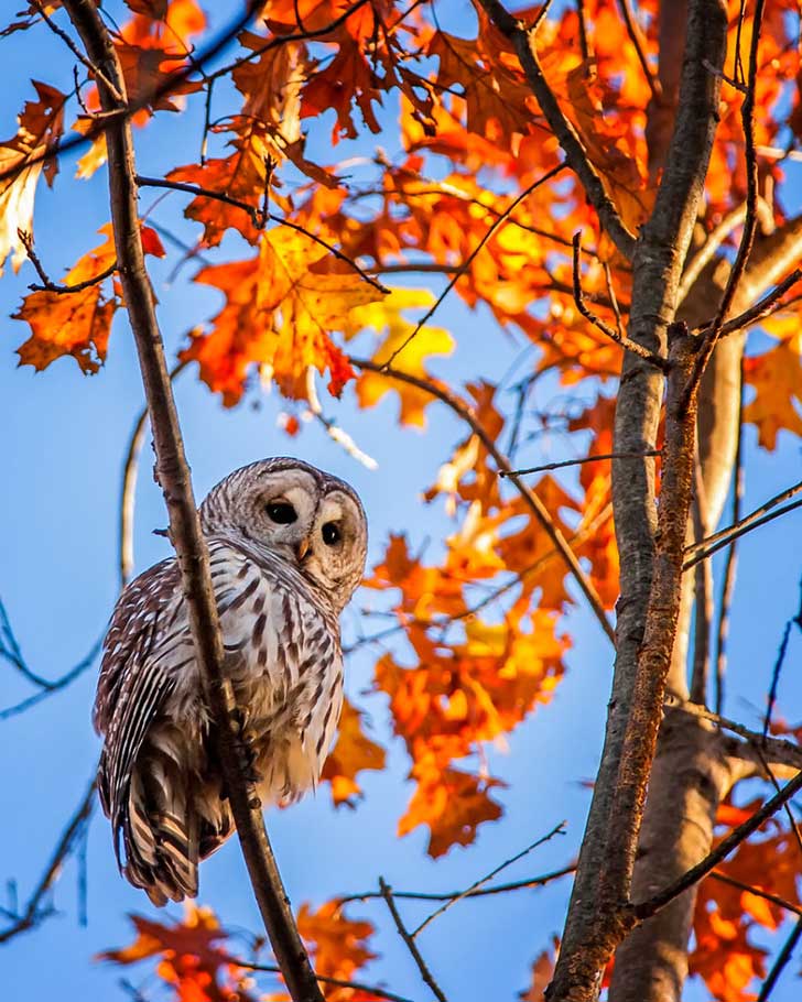 Bird photograph rendered as a hard two-tone duotone: an owl perched on a branch surrounded by bright autumn leaves against a clear blue sky, strong graphic contrast.