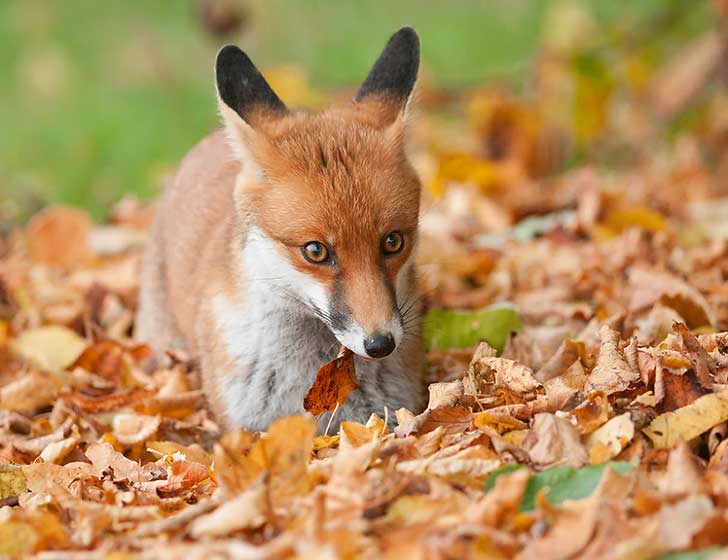 Wildlife photograph rendered as a hard two-tone duotone: a red fox standing among dry autumn leaves, orange and white fur simplified into strong light and shadow, calm and alert mood.
