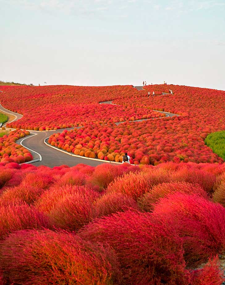 Autumn hillside photograph rendered as a hard two-tone duotone: vivid red bushes along a winding paved path with small walking figures, pale sky, crisp graphic contrast.