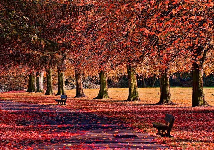 Duotone photograph of a tree-lined park path covered in fallen red and orange leaves, with benches along the walkway; warm autumn mood rendered in soft red and cream tones.