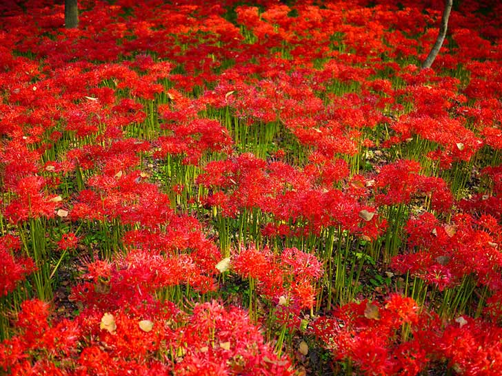 Duotone photograph of a field densely covered with bright red spider lily flowers and green stems; vivid red blooms against a muted background.