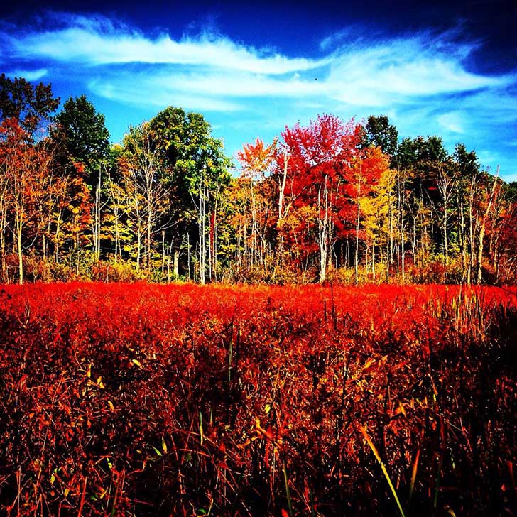Duotone photograph of a vivid autumn landscape with red foliage in the foreground, colorful trees in the background, and a dramatic blue sky with clouds; saturated reds and cool sky tones.